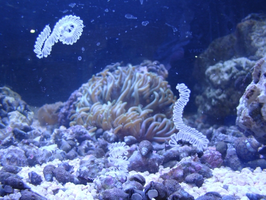  Cerithium atratum (Cerith Snails, Cone Snails, Tower Snails)